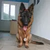 jessie_german_shepherd - @jessie_german_shepherd - TikTok