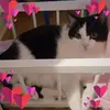 Jessie Schäfer - @jessieshepherd0 - TikTok