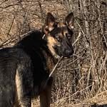 @jessie_shepherd_dog - Instagram