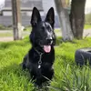 jessie_the_shepherd1 - @jessie_the_shepherd1 - TikTok