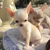 Smith’s small Breed Puppies - @jessie.smith321 - TikTok