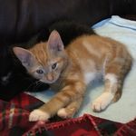 Jesus Smith - @jesus_smith_the_cat - Instagram