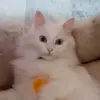 jesusthomas52 - @jesusthomas52 - TikTok