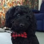 Jet Turner - @cute_dogs_deserve_followers - Instagram