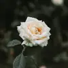 Jett Green - @jett672 - TikTok
