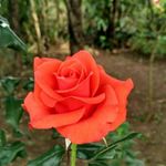 jettagreens - @jettagreens - Instagram
