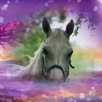 Jette Pedersen - Facebook
