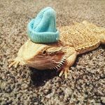 Jewel the beardie - @jewel_the_beardie - Instagram