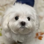 Jia Mao - Facebook