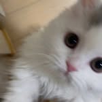 Ji Thu - @_jiah.kim_ - Instagram