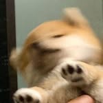 Jiah Kim - @crazysloth05 - Instagram