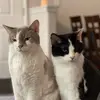jiaojiao - @jiaochen2 - TikTok