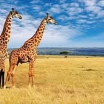 Jigar Mehta - @jigarkenya - Instagram
