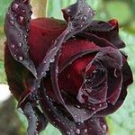 Jigna Desai - @jignadesai4748 - Instagram