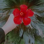 Jihad Nasser - Facebook