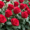 jihan ali 123 - @jihan.ali.123 - TikTok