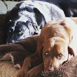 Kleine Zecke - @acker.jill - Instagram