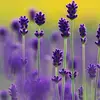 Jill Appleby - @jill.appleby - TikTok