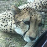 Jill M Applegate - @cattitudeforever - Instagram