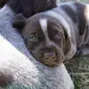 Jill Bachman - @bachmanbaypuppies - TikTok