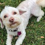 Jill Barber - @jilltheshipoo - Instagram