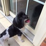 Jill Britton - @jillandbudandbella - Instagram