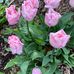 Jill Broderick - Facebook