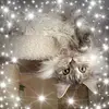 jillcavanaugh1 - @jill3779 - TikTok
