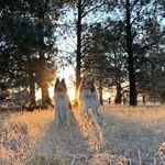 Jill Chatterton Reed - @jillcreed - Instagram