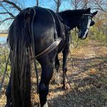 Jill Cloud Gillian Ford - @imacsporthorse - Instagram
