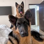 Jack Jill Bruno & Coco - @_jack_jill_coco_bruno - Instagram