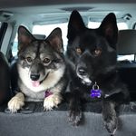 Jill And Coco - @pomskyduo - Instagram