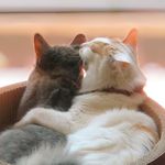 Jill🐈&Coco🐈‍⬛ - @catstagram_jill.coco - Instagram