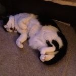 GizmoCat - @jillcoker39 - Instagram