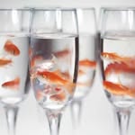 Jill Cooley - @3lectric_goldfish - Instagram