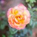 Jill Cutler - Facebook