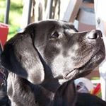 Jill Cutler Hodgman - @jttpz - Instagram