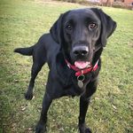 Jill Duffy - @jill_the_black_lab - Instagram