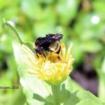 Jill Edmonds - @exoticblooms157 - Instagram