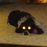 Jilligan Jojo - @jillfalcon6 - Instagram