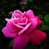 Beauty flower🌹 - @flower_jill - TikTok