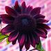 Jill Freese - Facebook