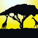 Jill Glaser - @glaser8067 - Instagram