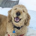Jill Greenfield Dickens - @jillgreenfielddickens - Instagram
