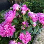 jill heald - @choyingzangmo - Instagram