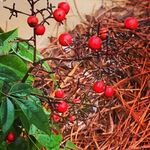 Jill Hatcher Mitchell - @jillheard7 - Instagram