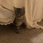 Jill Humphrey - @cat_foster_diaries - Instagram