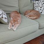 Jill Iverson - @kurtrussellkittyduo - Instagram