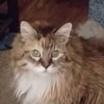 Jill Kincaid Vento - @jillvento - Instagram