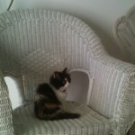 Jill Koski - @jillekoski - Instagram